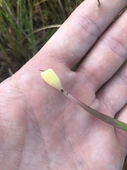 Xyris platylepis
