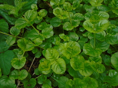 Lysimachia nummularia