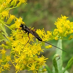 Pimpla pedalis