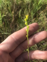 Solidago pulchra