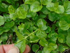 Lysimachia nummularia