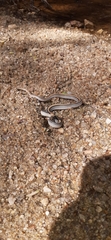 Salvadora deserticola