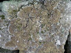 Physconia enteroxantha