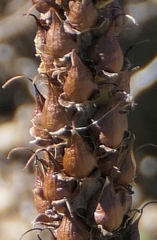 Digitalis parviflora