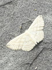 Scopula umbilicata