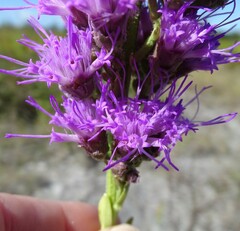 Carphephorus corymbosus