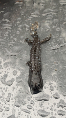 Caudata