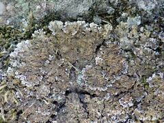 Physconia enteroxantha