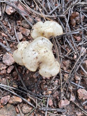 Lyophyllum decastes