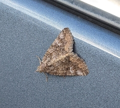 Eubolina impartialis