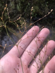 Juncus anthelatus