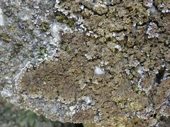 Physconia enteroxantha