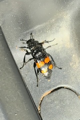 Nicrophorus hebes