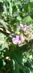 Pseudodictamnus africanus