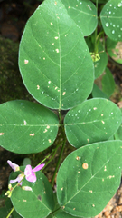 Desmodium rotundifolium