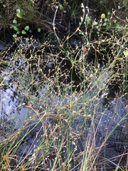 Juncus anthelatus