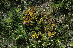 Genista albida