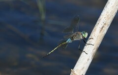 Anax parthenope