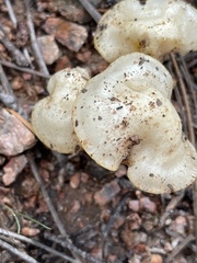 Lyophyllum decastes