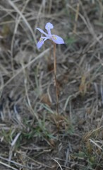 Moraea stricta