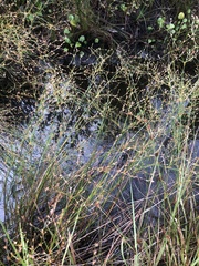 Juncus anthelatus