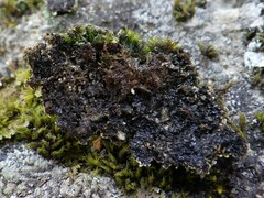 Physconia enteroxantha