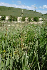 Trinia glauca