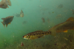 Chapalichthys encaustus