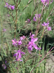 Chamaenerion dodonaei