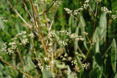 Trinia glauca