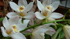 Cymbidium
