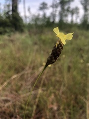 Xyris ambigua