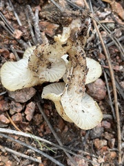 Lyophyllum decastes