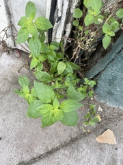 Parietaria judaica