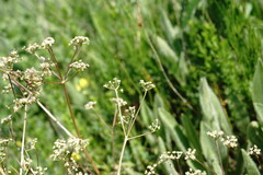 Trinia glauca