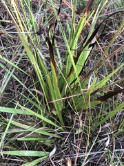Xyris ambigua