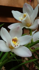 Cymbidium
