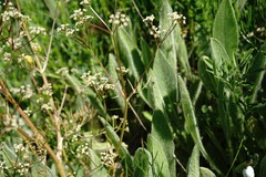 Trinia glauca