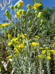 Chrysopsis floridana
