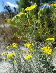Chrysopsis floridana