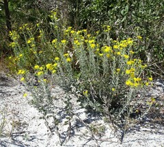 Chrysopsis floridana