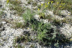 Ptilostemon echinocephalus