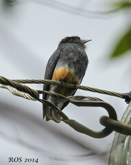 Chelidoptera tenebrosa