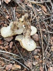 Lyophyllum decastes