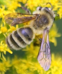 Andrena hirticincta