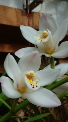 Cymbidium