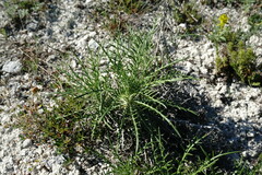 Ptilostemon echinocephalus