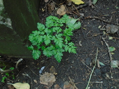 Anthriscus sylvestris