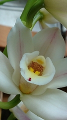 Cymbidium