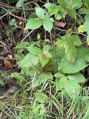 Rubus hispidus